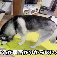 一生懸命匂いを嗅いで捜索