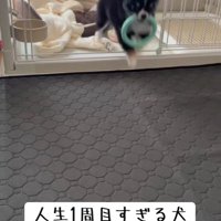 「よーし、遊ぶぞ～！」