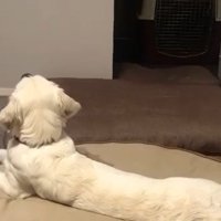 テレビを見るるちるちゃん3