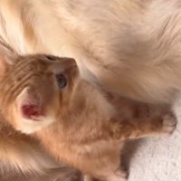 子猫たちもどるちゃんに心を許した