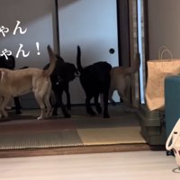 お友達がしっぽを振って歓迎♪