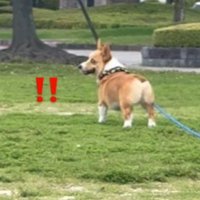 飼い主の方をふり返る犬