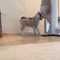 何かを訴えるパウくん