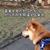 電車を探すあお君