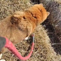 アナグマが入った場所をじーっ