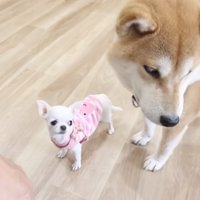 柴犬の隣に立つ子犬