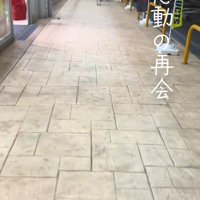 立ち上がる柴犬
