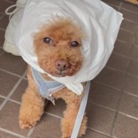 給食当番さん！？