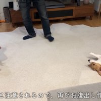 やっぱりお腹を見せる作戦！！