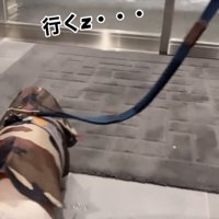 ガラス越しに外の様子を見つめる犬