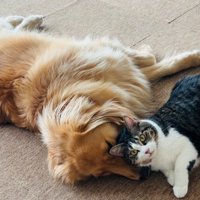 れも吉ちゃんの顔を枕に♡