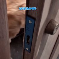 出迎える大型犬