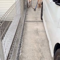 歩いていく大型犬