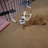 玄関にはなちゃんの姿が