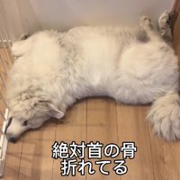 ぎゅっと挟まって眠ったり…