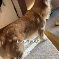 玄関の扉を見つめる犬