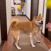 一緒にボール遊び
