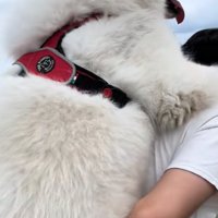 おんぶしてもらう大型犬7