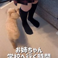 追いかける犬