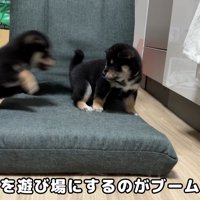 ワンプロ開始！