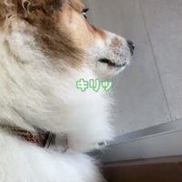 外を見張る犬2