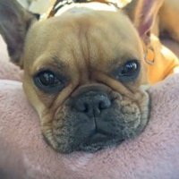 ペット用ベッドにアゴを乗せて飼い主を見つめる妹犬