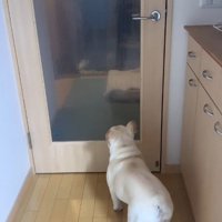 おばあちゃんを見つけたエルモくん4