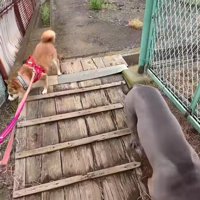 お散歩って楽しいかも…
