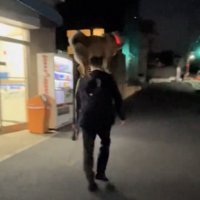 夜道を遠ざかる人と犬
