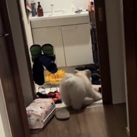 脱衣所の床で動き回る犬