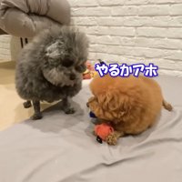 ぽん太くんは譲る気なし