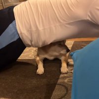 筋トレ中のお兄ちゃんとこじろー君2