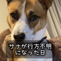 カメラを見つめる弟犬