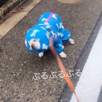 ブルブルと体を震わせたら…
