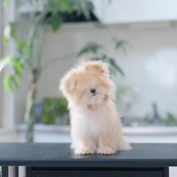 トリミング開始前