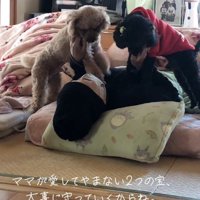 布団で横になっている女性の顔を覗きこんで、しっぽを振る2頭の犬