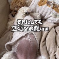 まんんまるな小型犬のお腹