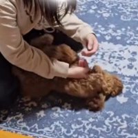 飼い主の腕の中で手足をパタパタと動かす犬