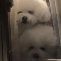 縦に並んで見つめる犬たち