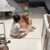ベッドの近くにいる2匹の柴犬