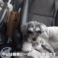 旅行中のティノちゃん