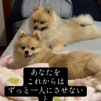 すぐに仲良くなった2匹