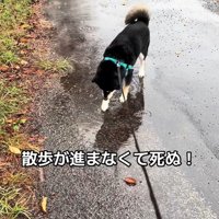 水たまりに興味津々のくろまめ君4