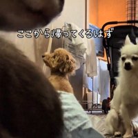 鏡の前に座るトイプードル