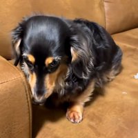 上目遣いのまるちゃん