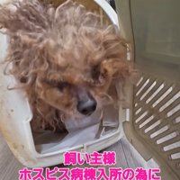 ハウスから出てくる犬