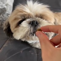 ご飯に近づく犬