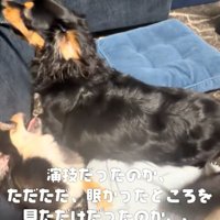 一緒に戯れる犬