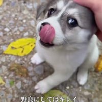 野犬と思えないほどキレイ
