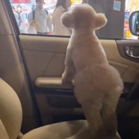 パパを探す犬